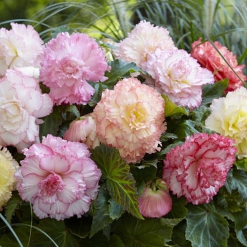 Begonia Dubbel Samba