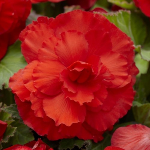 Begonia F1 Superba Rood
