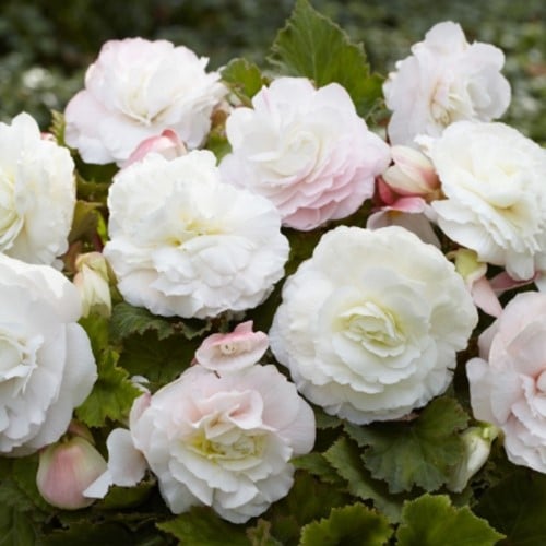Begonia F1 Superba Wit