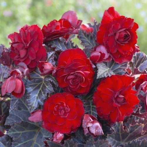 Begonia Switzerland - Begonia donkerbladig