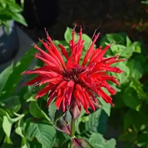 Bergamotplant Cambridge Scarlet - Monarda