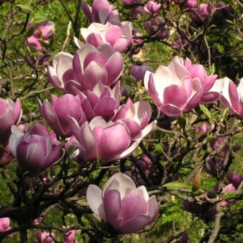 Beverboom - Magnolia Soulangeana