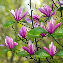 Beverboom Susan - Magnolia