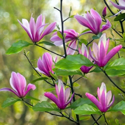 Beverboom Susan - Magnolia
