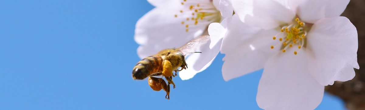 Inspiratie bloemen voor bijen