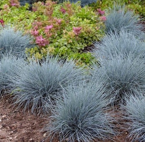 Blauw schapengras Elijah Blue - Festuca glauca