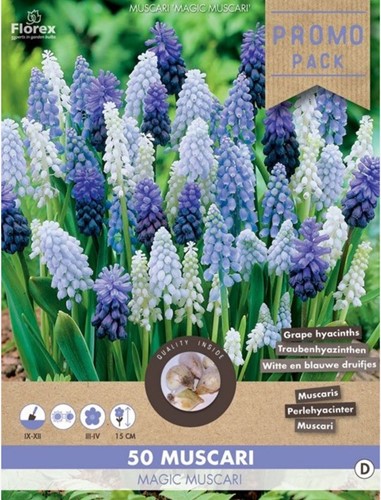 Blauwe Druifjes Mix (Grootverpakking) - Muscari