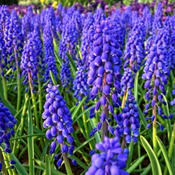 Blauwe Druifjes Armeniacum - Muscari (Grootverpakking)