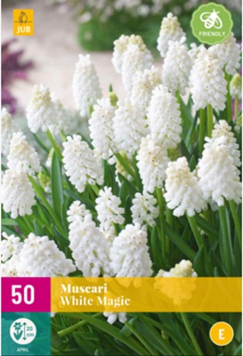 Blauwe Druifjes White Magic – Muscari (XL-Verpakking)