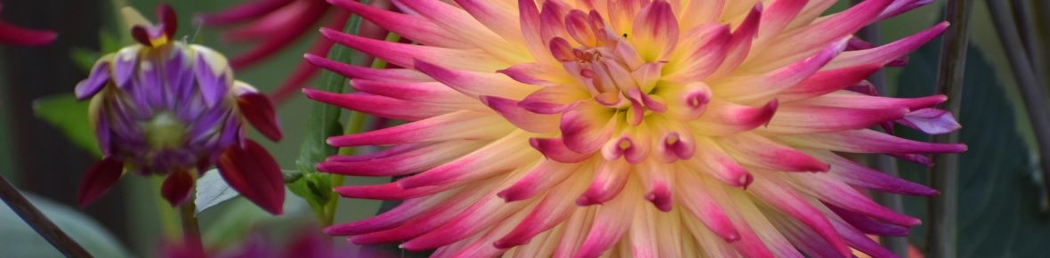 Cactusdahlia’s: sterke zomerbloeiers met opvallende bloemvorm