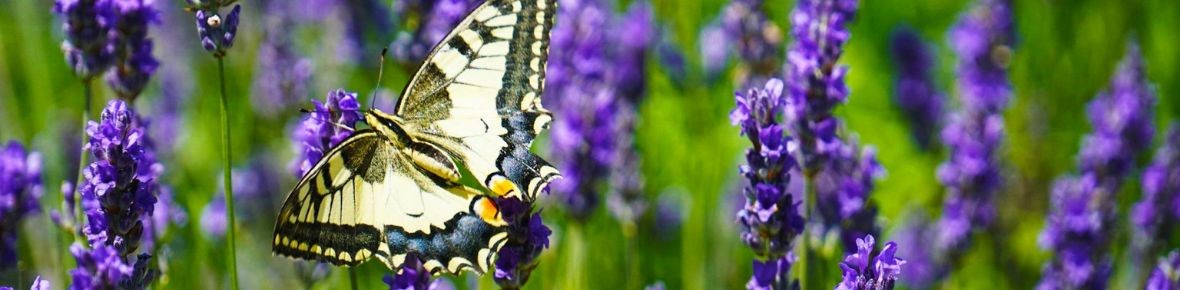 Tuinklussen in juni met Modeste Herwig – tips voor snoeien, vlinders lokken en zomerverzorging van je tuin