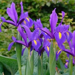 Iris Hollandica Blue Magic