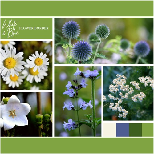Borderpakket Wit en Blauw (6 planten: 1 m²)