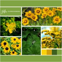 Borderpakket Geel (12 planten: 2 m²)