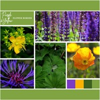 Borderpakket Paars en Geel (6 planten: 1m²)