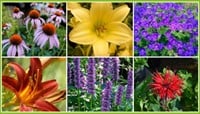 Borderpakket Langbloeiende border (9 planten: 1,5m2)-2