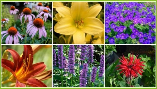 Borderpakket Langbloeiende border (9 planten: 1,5m2)-2