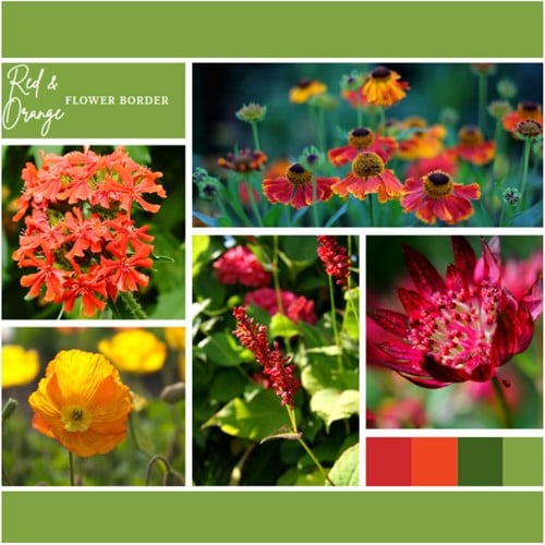 Borderpakket Rood en Oranje (6 planten: 1 m²)