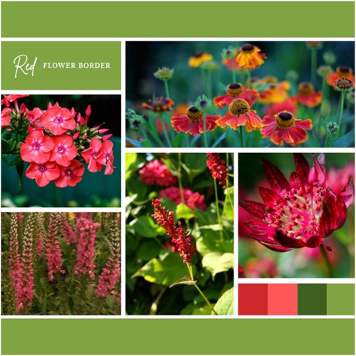 Borderpakket Rood (9 planten: 1,5 m²)