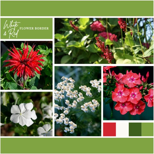 Borderpakket Wit en Rood (6 planten: 1m²)