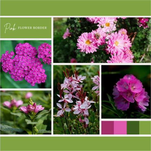 Borderpakket Roze (6 planten: 1m²)