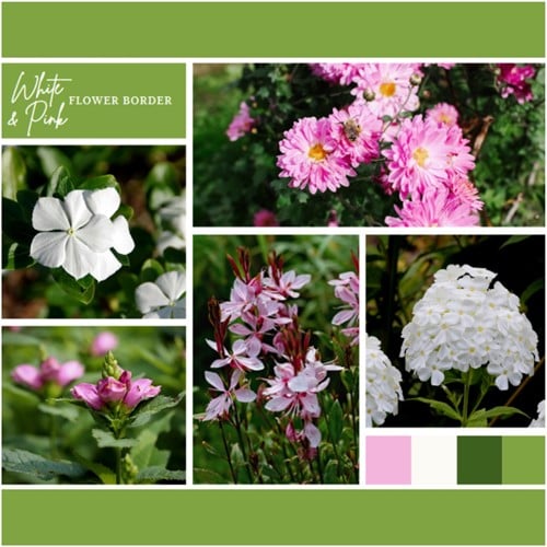 Borderpakket Wit en Roze (12 planten: 2 m²)