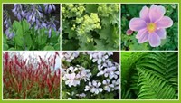 Borderpakket Schaduwtuin (9 planten)-2