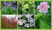 Borderpakket Schaduwtuin (6 planten)-2
