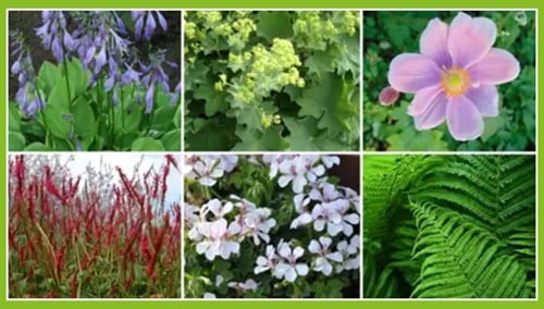 Borderpakket Schaduwtuin (6 planten)-2