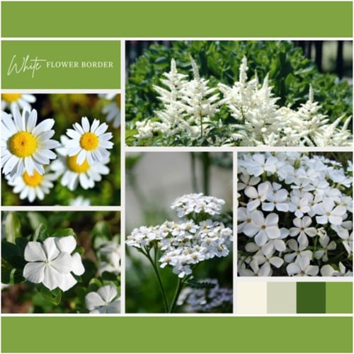 Borderpakket Wit (9 planten: 1,5m²)