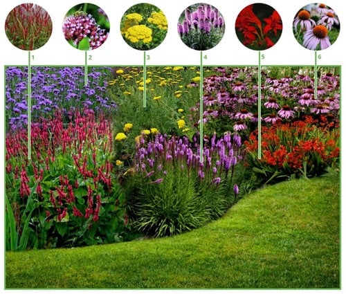 Borderpakket Vrolijke Vlindertuin (12 planten: 2m2)