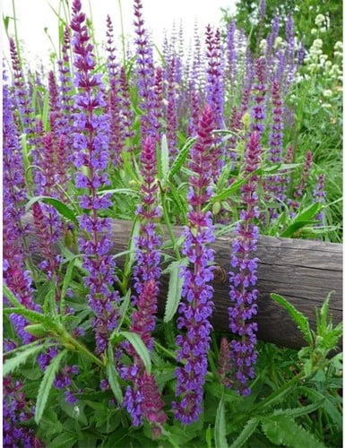 Bossalie Caradonna - Salvia nemorosa
