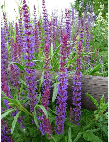 Bossalie Caradonna - Salvia nemorosa (Driepack)