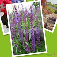 Bossalie Caradonna - Salvia nemorosa (Sixpack)-3