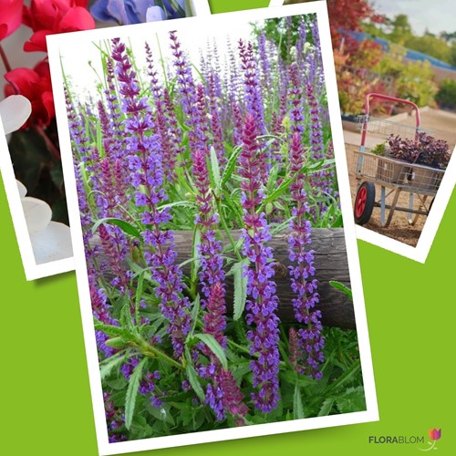 Bossalie Caradonna - Salvia nemorosa (Sixpack)-3