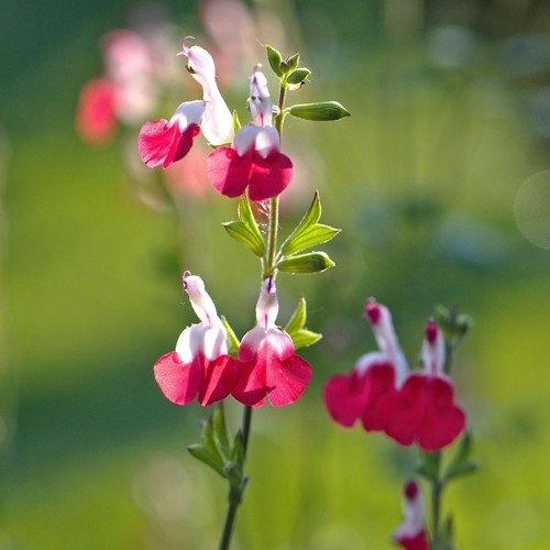 Bossalie Hot Lips - Salvia microphylla (Sixpack)