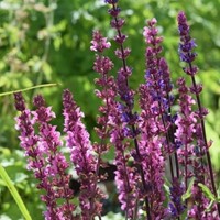 Bossalie Rose Queen - Salvia nemorosa (Driepack)