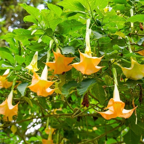 Engelentrompet Geel - Brugmansia (Potplant)