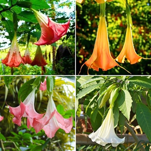 Brugmansia Mix – Engelentrompet Mix (Vier-pack)