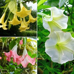 Brugmansia Mix – Engelentrompet Mix (Driepack)