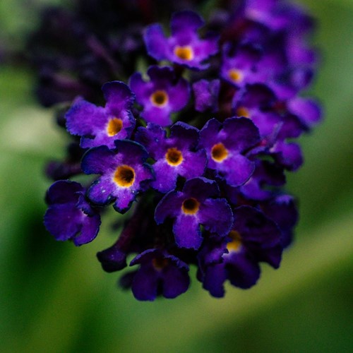 Vlinderstruik Blauw - Buddleja