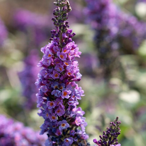Vlinderstruik Lilac Chip - Buddleja