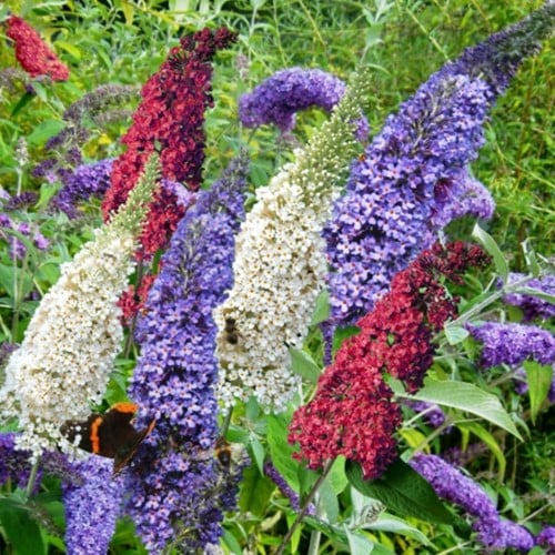 Vlinderstruik Tricolor - Buddleja