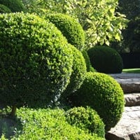 Buxushaag 1 meter - Buxus (Sixpack)-2