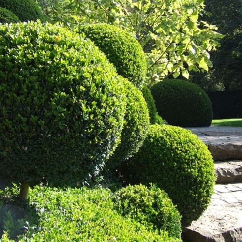 Buxushaag 1 meter - Buxus (Sixpack)-2