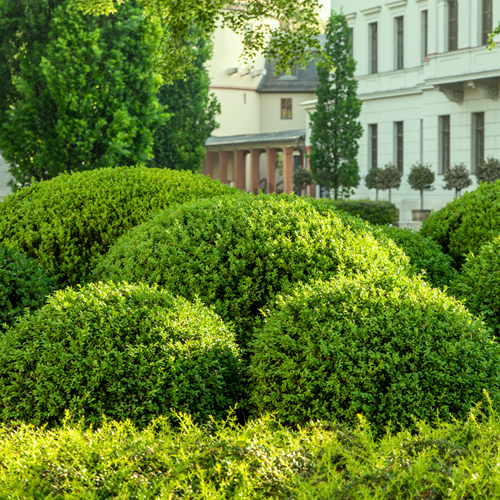 Buxus Sempervirens - Buxushaag