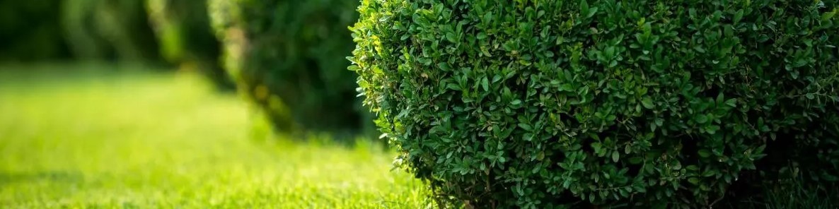 Buxus vervanger