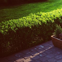 Buxus sempervirens - Buxushaag