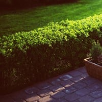 Buxushaag 1 meter - Buxus (Sixpack)