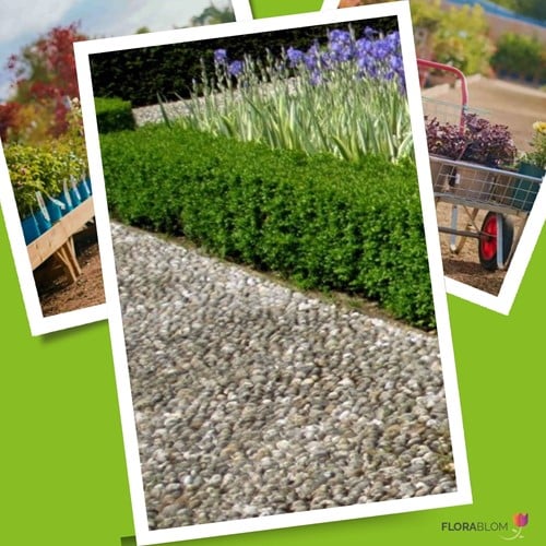 Buxushaag 1 meter - Buxus (Sixpack)